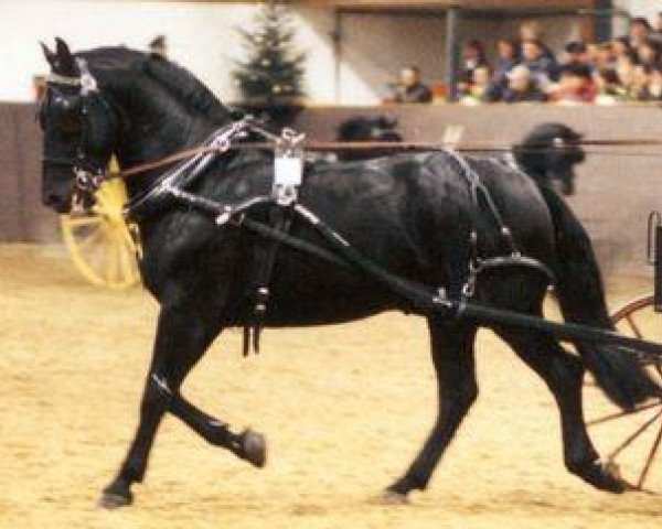 stallion Egner (Heavy Warmblood, 1994, from Elton)