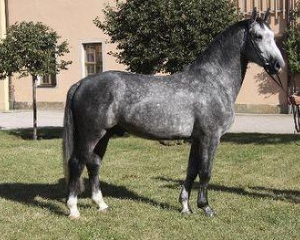 stallion Eckermann (Sachs-door. Heavy Warmbl., 2006, from Indygo)