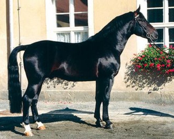 stallion Celtis (Heavy Warmblood, 1995, from Centimo)