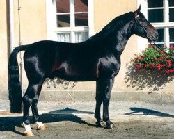 Deckhengst Celtis (Schweres Warmblut, 1995, von Centimo 1409)