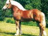 stallion Udo (Saxon-Thuringian Draughthorse, 1994, from Uwe)