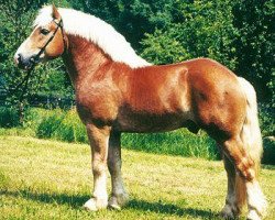 stallion Udo (Saxon-Thuringian Draughthorse, 1994, from Uwe)