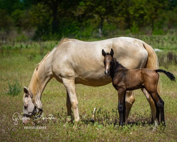 Springpferd Moissanite de Gilián (Ungarisches Warmblut, 2022, von Zapatero VDL)