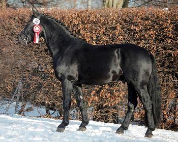 stallion Ecclestone (Heavy Warmblood, 2009, from Elixier)