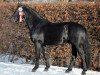 stallion Ecclestone (Heavy Warmblood, 2009, from Elixier)