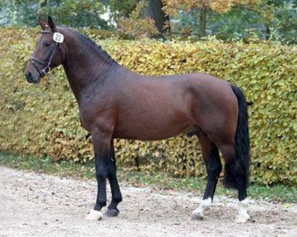 stallion Elbgraf (Heavy Warmblood, 2009, from Elbcapitän)