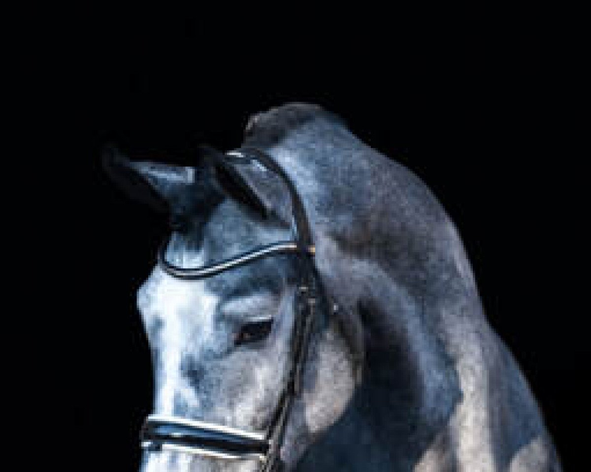 stallion Kanato IC (Hungarian Warmblood,  , from Kannan)