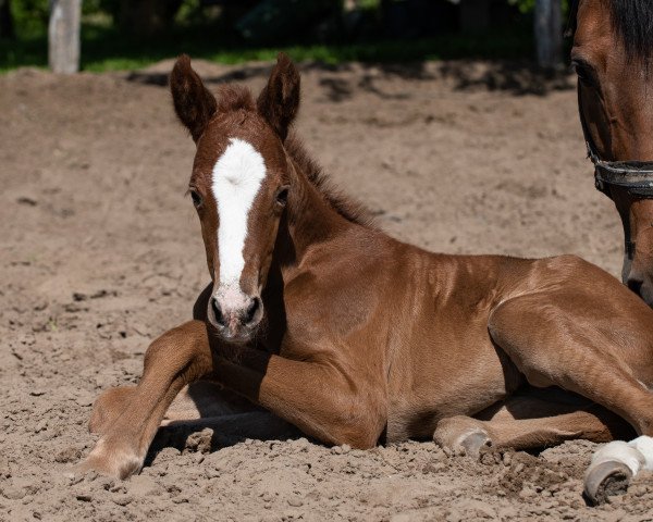 Springpferd Favorite du Roi (Ungarisches Warmblut, 2022, von Kanato IC)