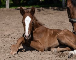 jumper Favorite du Roi (Hungarian Warmblood, 2022, from Kanato IC)