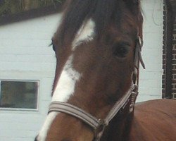 horse Facination H (German Warmblood, 2004)