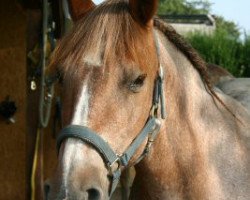 horse Momo 146 (Criollo,  )