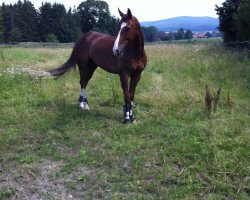 jumper Arino du Rouet (Oldenburg show jumper, 2005, from Larino)