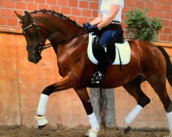 dressage horse Amica 135 (Westphalian, 2011, from Ampère)