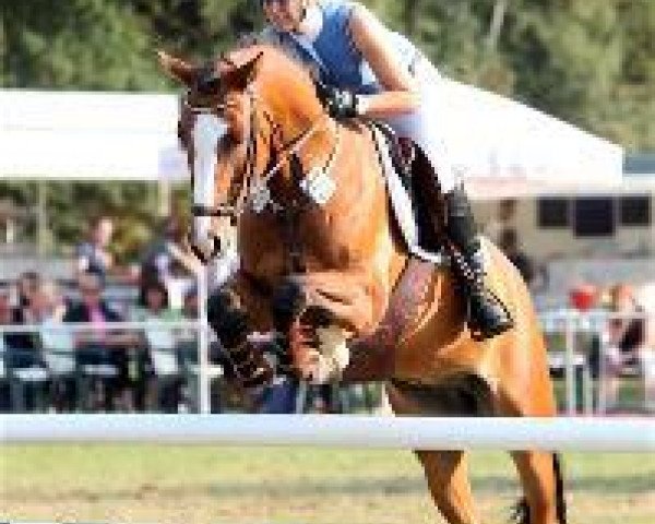 jumper Hayden (German Riding Pony, 2006, from Halifax)