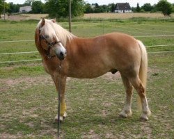 horse Nutei (Haflinger, 1992, from Natango)