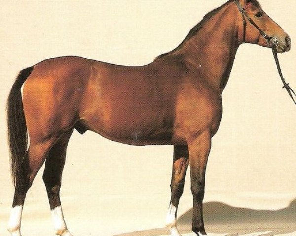 stallion Girond (Selle Français, 1983, from Moniteur du Manoir)