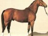 stallion Girond (Selle Français, 1983, from Moniteur du Manoir)