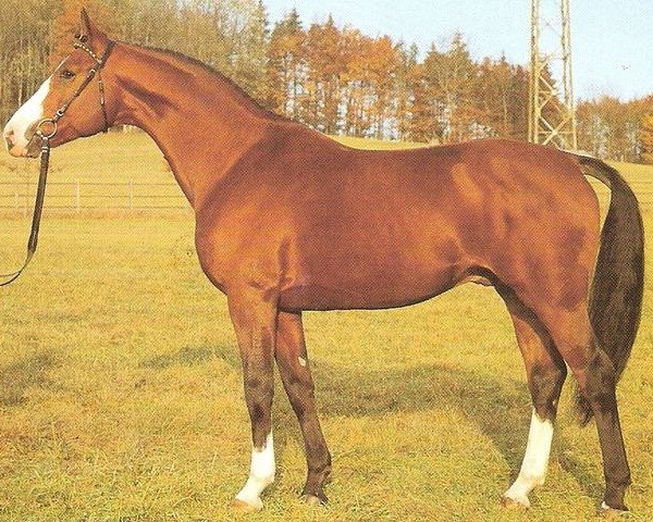 stallion Glückskreis (Württemberger, 1987, from Girond)