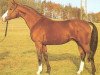 stallion Glückskreis (Württemberger, 1987, from Girond)
