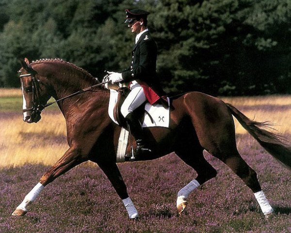 stallion Wonderful (Hanoverian, 1989, from Weltmeyer)