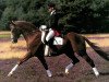 stallion Wonderful (Hanoverian, 1989, from Weltmeyer)