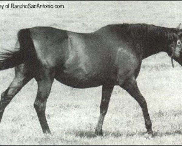 broodmare Flaming Page xx (Thoroughbred, 1959, from Bull Page xx)