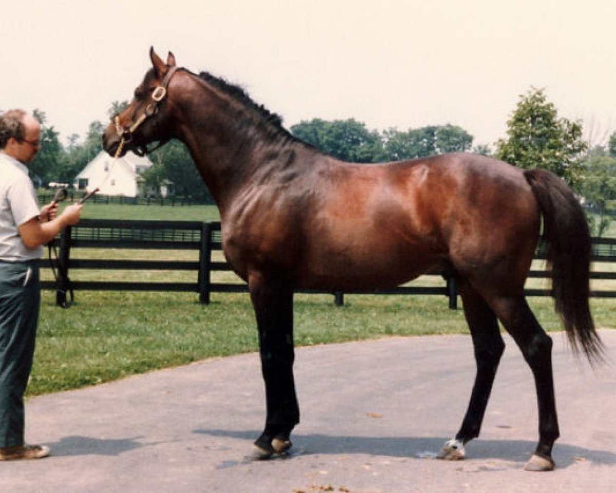 Deckhengst Far North xx (Englisches Vollblut, 1973, von Northern Dancer xx)