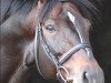 stallion For Joy (Hanoverian, 1991, from For Pleasure)