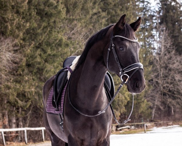 dressage horse Don Dexter 4 (Hanoverian, 2013, from Don Index)