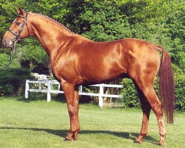 stallion Robespierre (Hanoverian, 1999, from Rosentau)