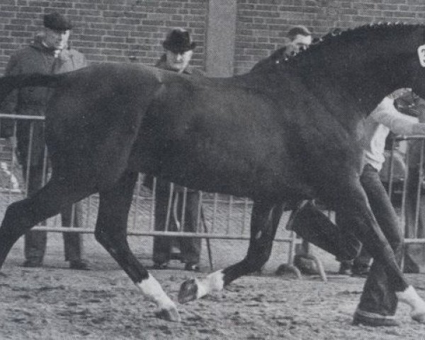stallion Adrian (Hanoverian, 1971, from Absatz)