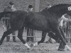 horse Adrian (Hanoverian, 1971, from Absatz)