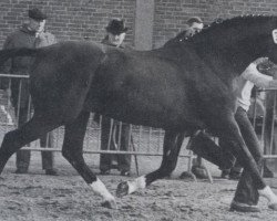 Deckhengst Adrian (Hannoveraner, 1971, von Absatz)