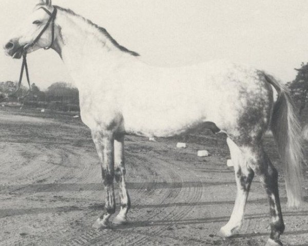 stallion Pikoer (Hanoverian, 1969, from Pik As xx)