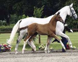 broodmare Piadora (Hanoverian, 1994, from Picard)