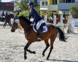 Springpferd Shutterfly Flip Ll (Deutsches Reitpony, 2010, von Simply the Best TCF)