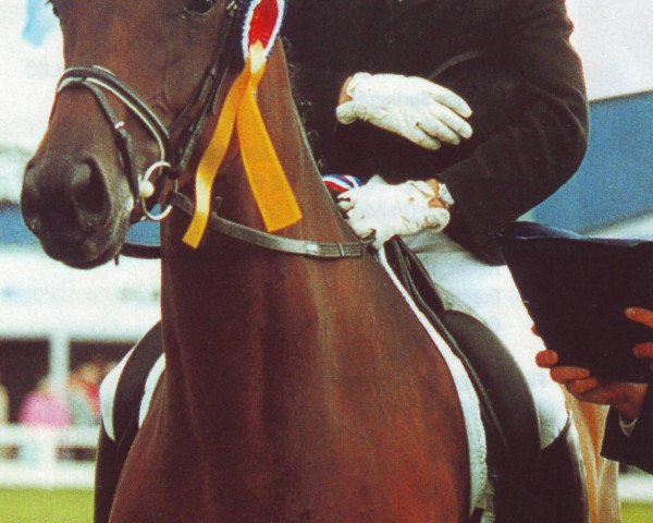 broodmare Miss Undercover 4 (Holsteiner, 1997, from Carpaccio)