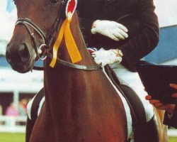 broodmare Miss Undercover 4 (Holsteiner, 1997, from Carpaccio)