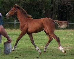 Springpferd Up and down 8 (Holsteiner, 2004, von Cash and Carry)