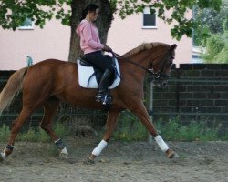 broodmare Funny Girl R (Hanoverian, 1996, from Falkland)