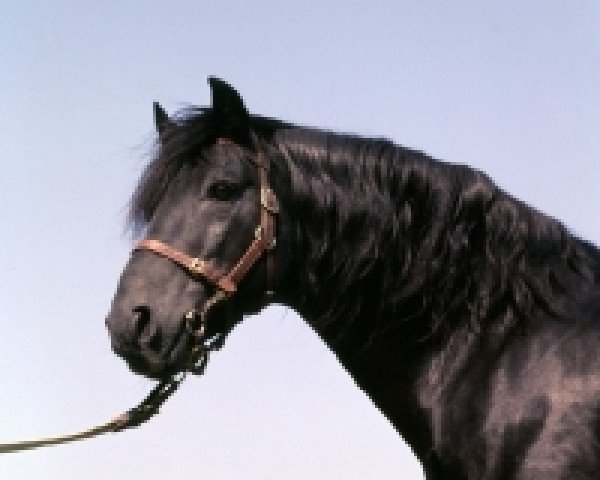 stallion Strongbow (Connemara Pony, 1949, from Calla Rebel)