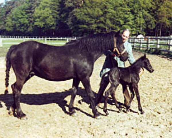 Zuchtstute Mervyn Wintersport (Connemara-Pony, 1970, von Strongbow)