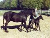 Zuchtstute Mervyn Wintersport (Connemara-Pony, 1970, von Strongbow)