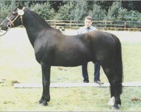 Deckhengst Lincoln (Connemara-Pony, 1981, von Lotos)