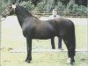 Deckhengst Lincoln (Connemara-Pony, 1981, von Lotos)