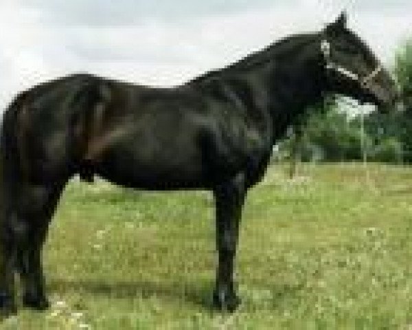 stallion Dreikronen Lucky Star (Connemara Pony, 1990, from Lincoln)