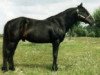 stallion Dreikronen Lucky Star (Connemara Pony, 1990, from Lincoln)