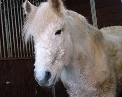 broodmare Navarra (German Riding Pony, 1985, from Nerz)