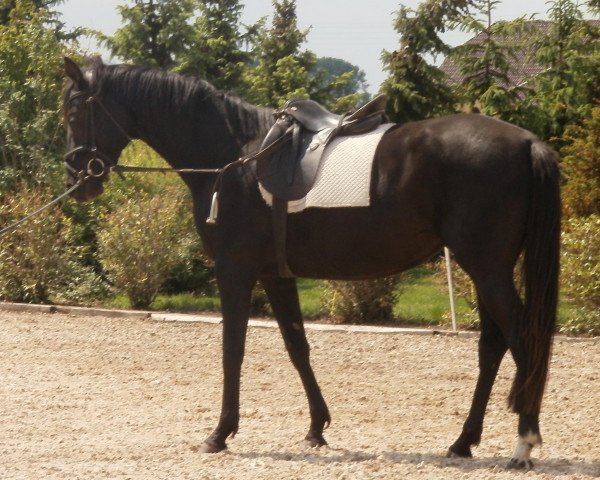 broodmare Melody (Hanoverian, 2008, from Don Frederico)