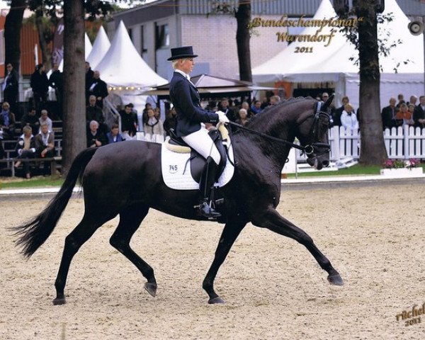 broodmare Save the last dance (Hanoverian, 2006, from San Remo)